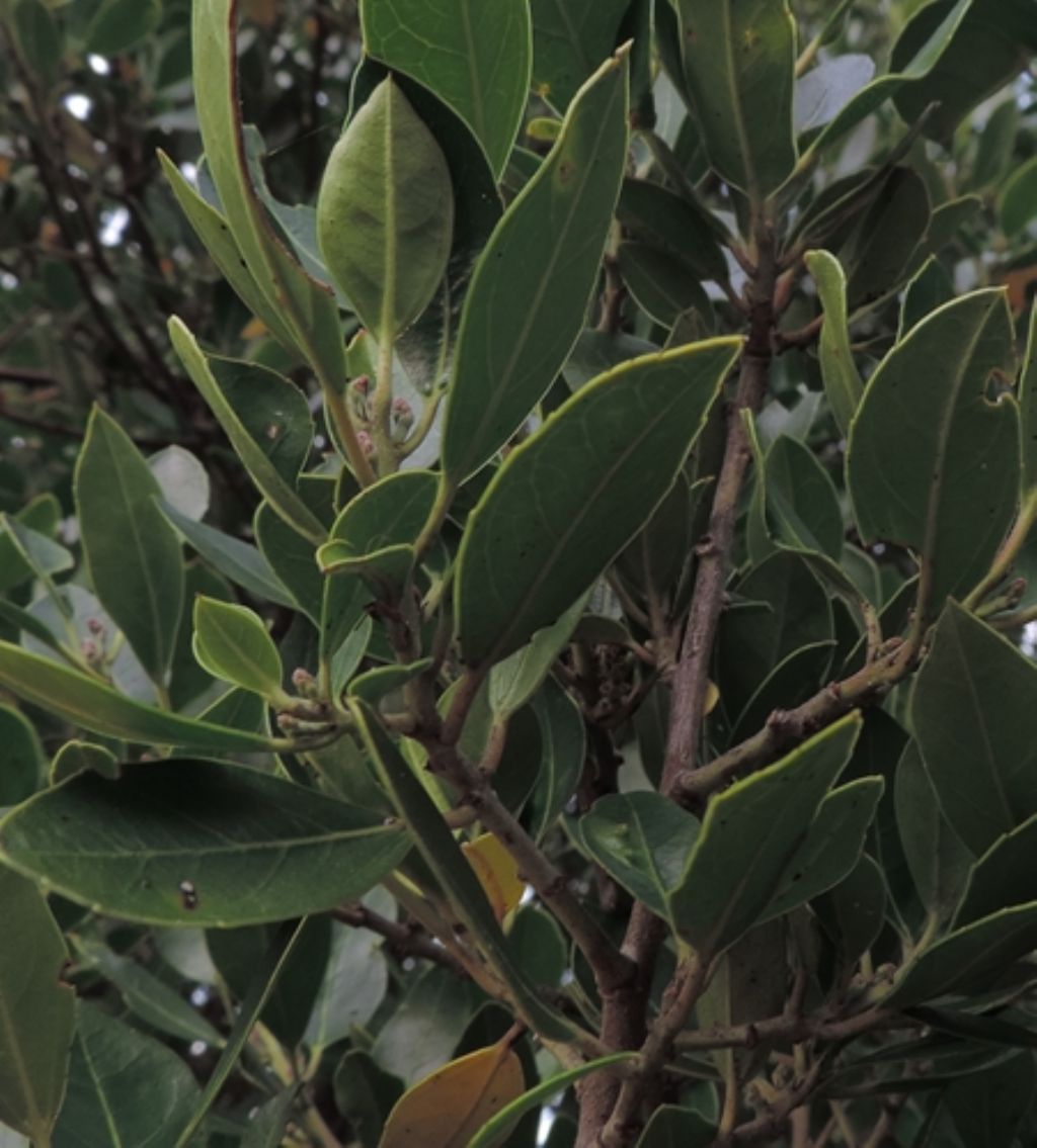 Rhamnus alaternus